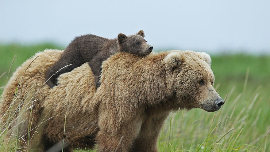 mother-bear-cubs-animal-parenting-21-57e3a2161d7f7__880